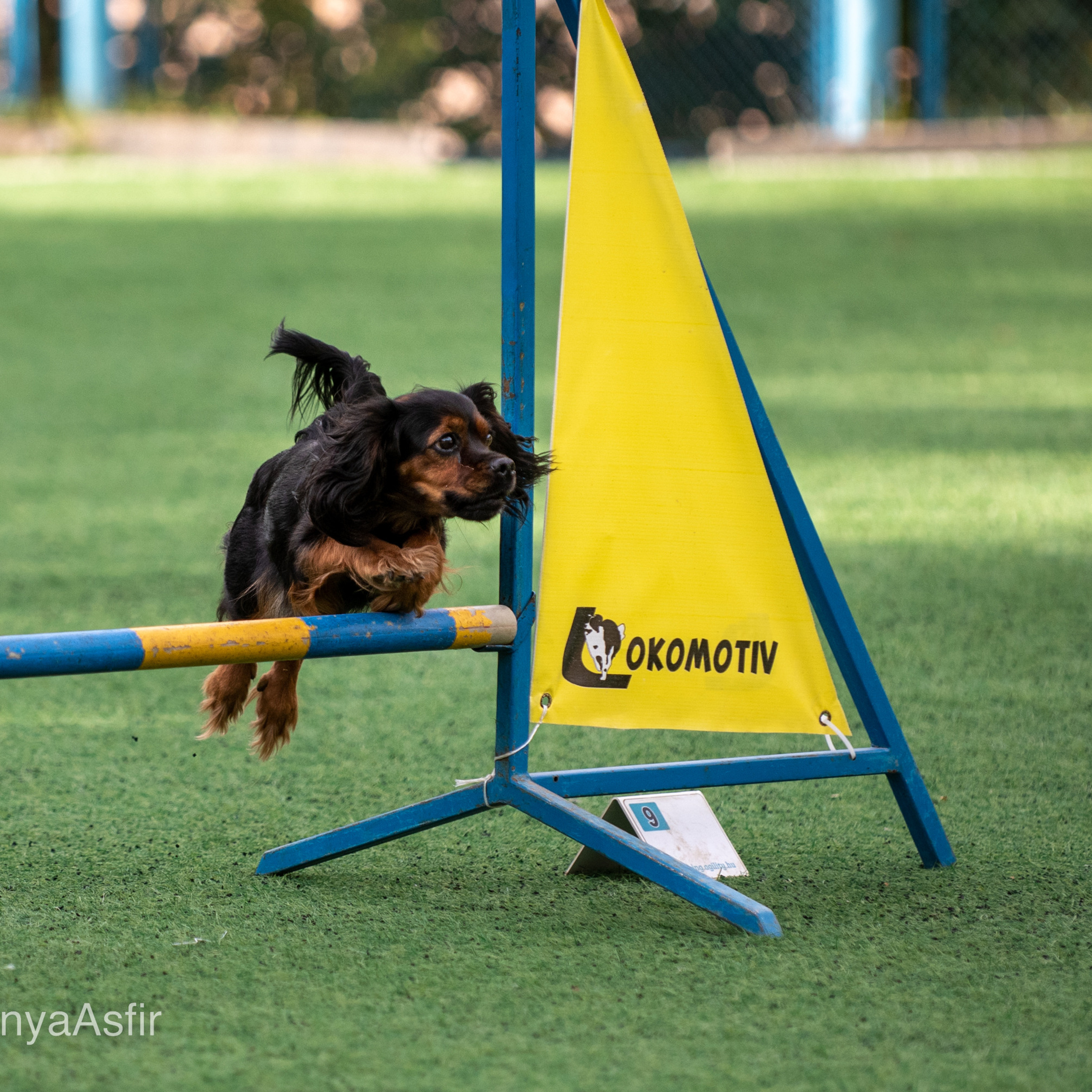 Отзывы о Таня Асфирь. Фотограф в Белграде Таня Асфирь