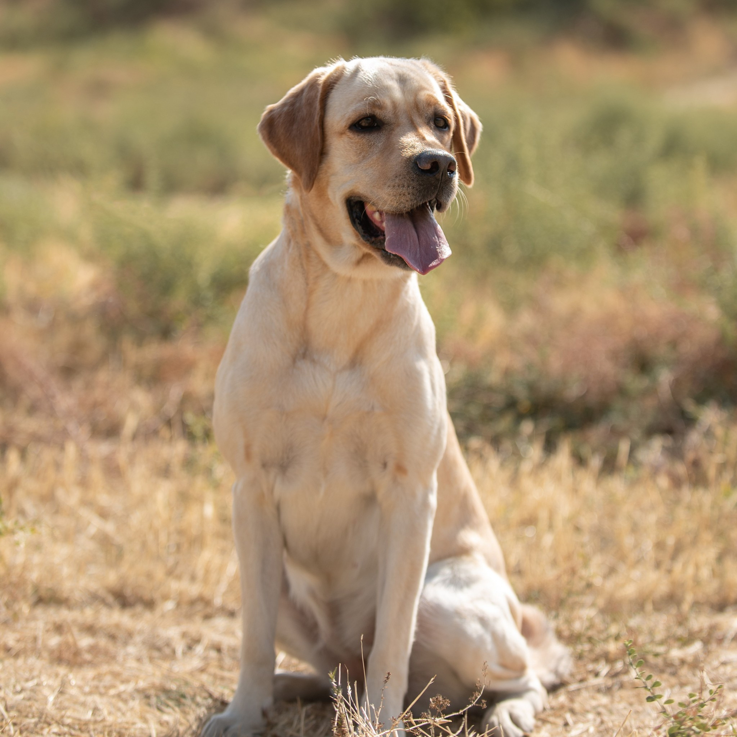 Отзывы о Таня Асфирь. Фотограф в Белграде Таня Асфирь
