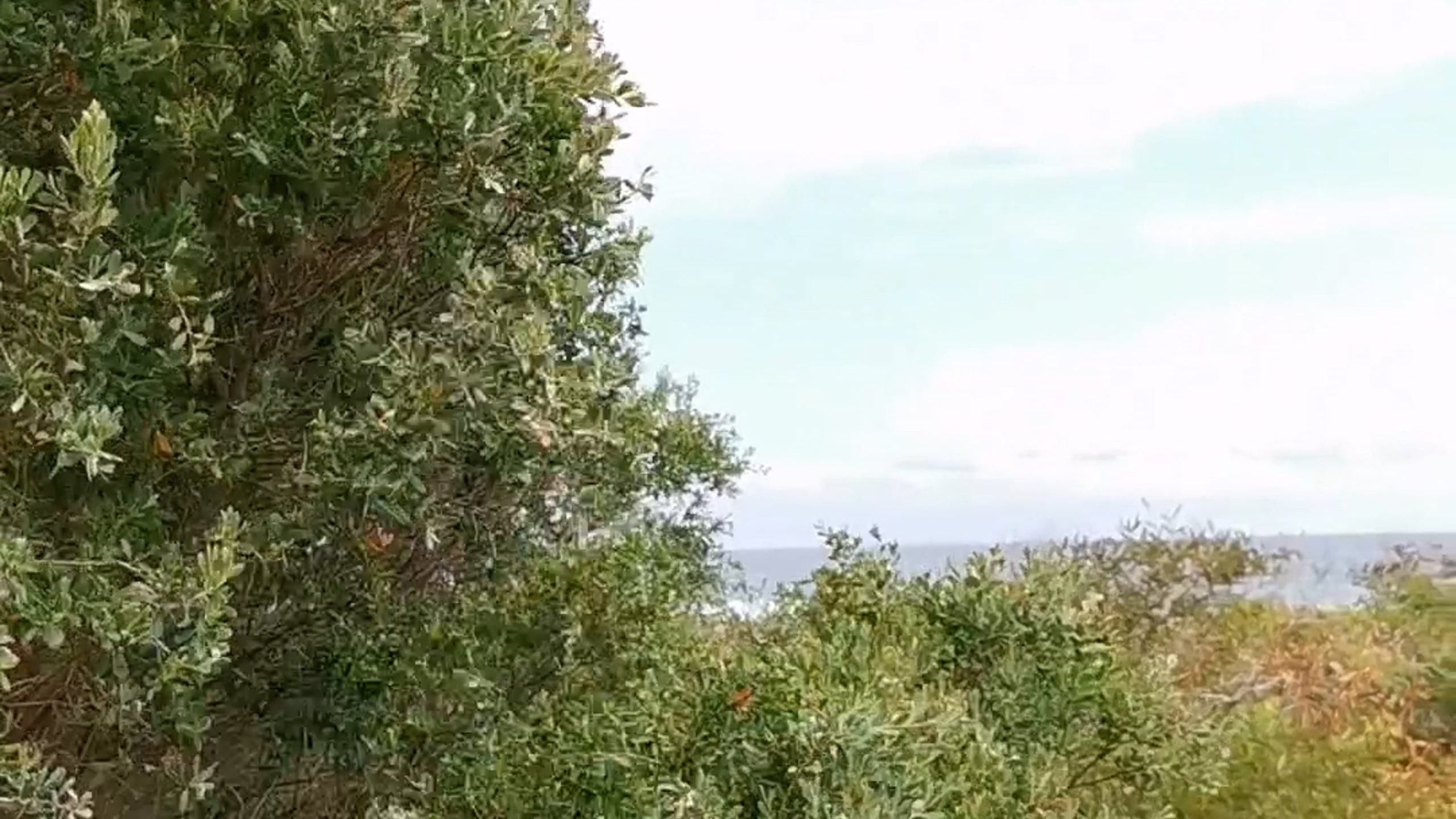 Video stories. Online/offline mobile photographer from Australia Olga Conacher