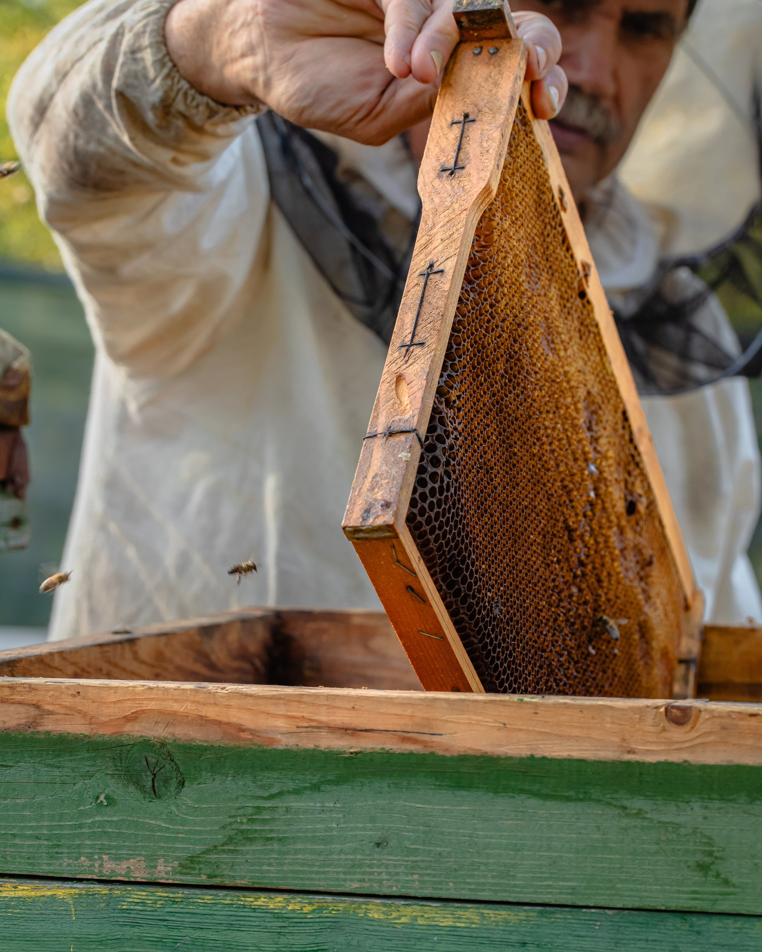 Miere „HoneyTiger”