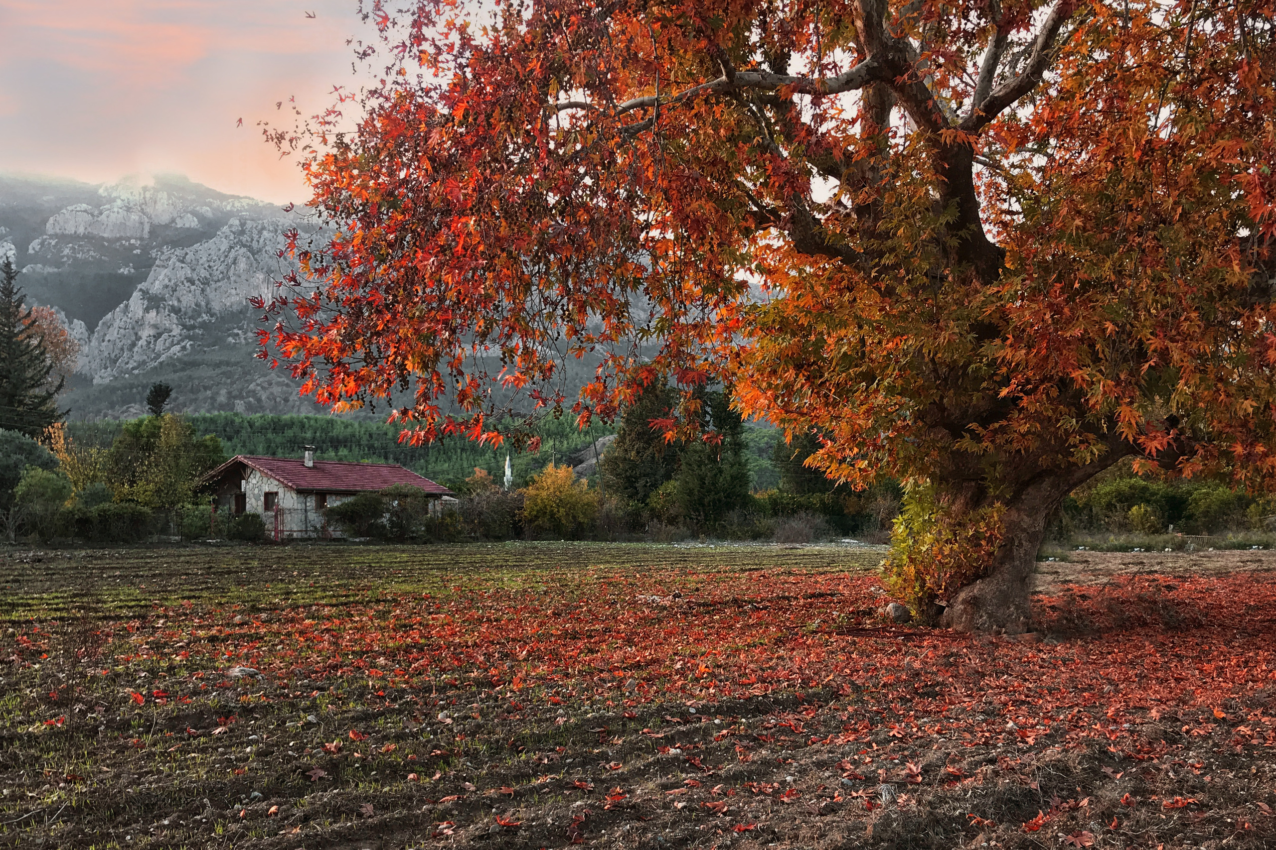 Online photo session. Евгения Смирнова — фотограф в Тулузе и юго-западной Франции