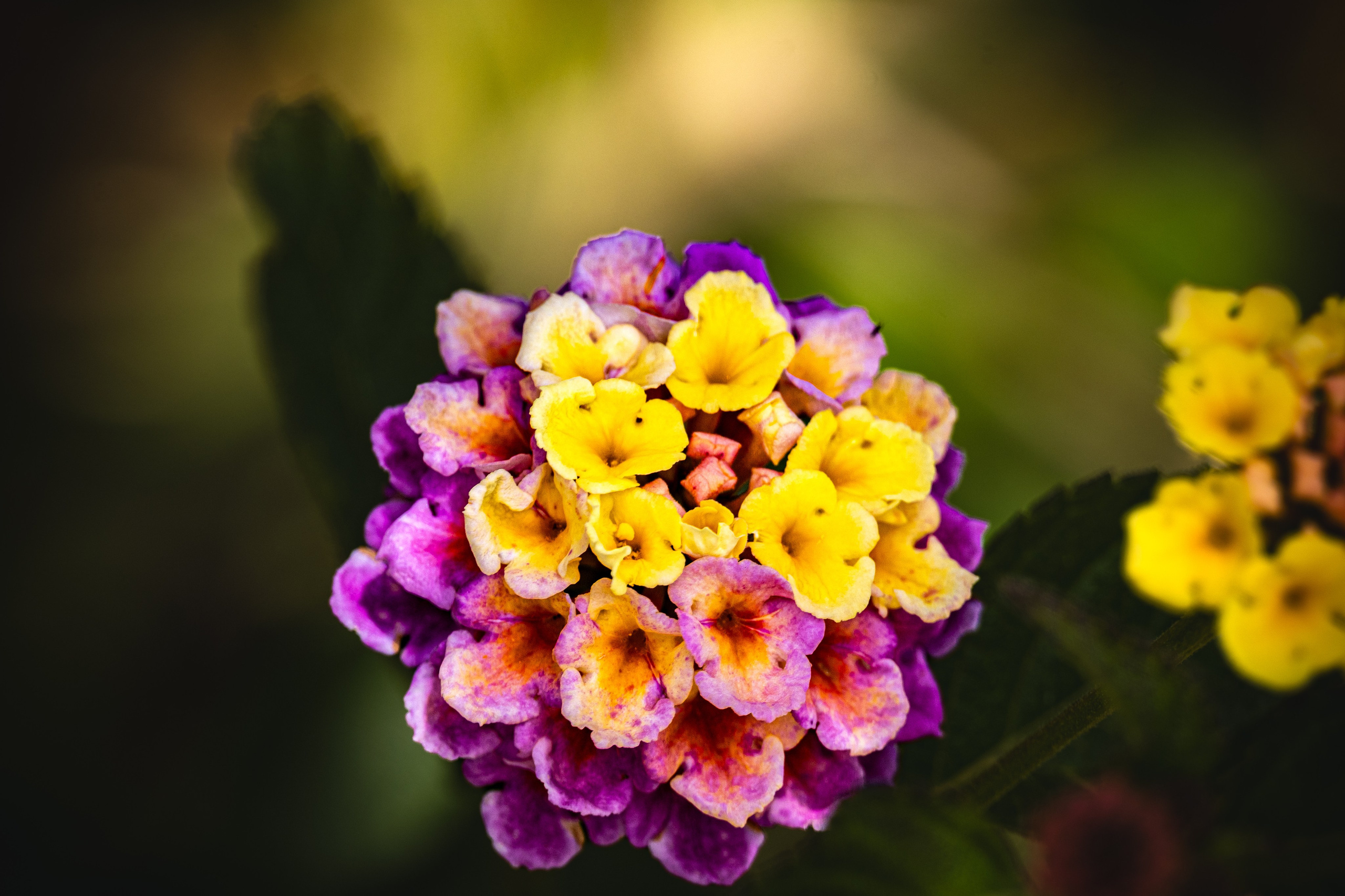 Hi, my name is Eric T and I am Iris photographer