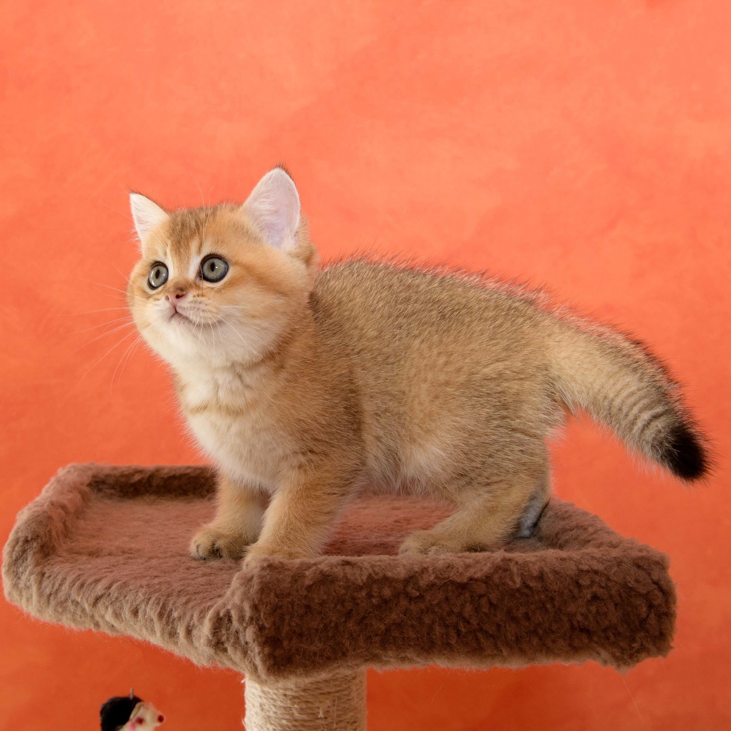 british shorthair golden, british shorthair golden cattery, british shorthair cattery greece, british golden chinchilla greece, british shorthair price, british shorthair Cyprus price, british shorthair Limassol price, cattery british shorthair Limassol, cattery british shorthair Cyprus, british shorthair kittens price, Cattery British shorthair Cyprus, cattery british shorthair Limassol, british kittens Limassol, british kittens Limassol price, cats for sale Limassol, kitten for sale Limassol, kitten for sale Cyprus, kitten for sale with pedigree limassol, cats for sale Limassol, cats for sale Larnaka, cats for sale Nicosia, kittens for sale Limassol, kittens for sale with pedigree Limassol