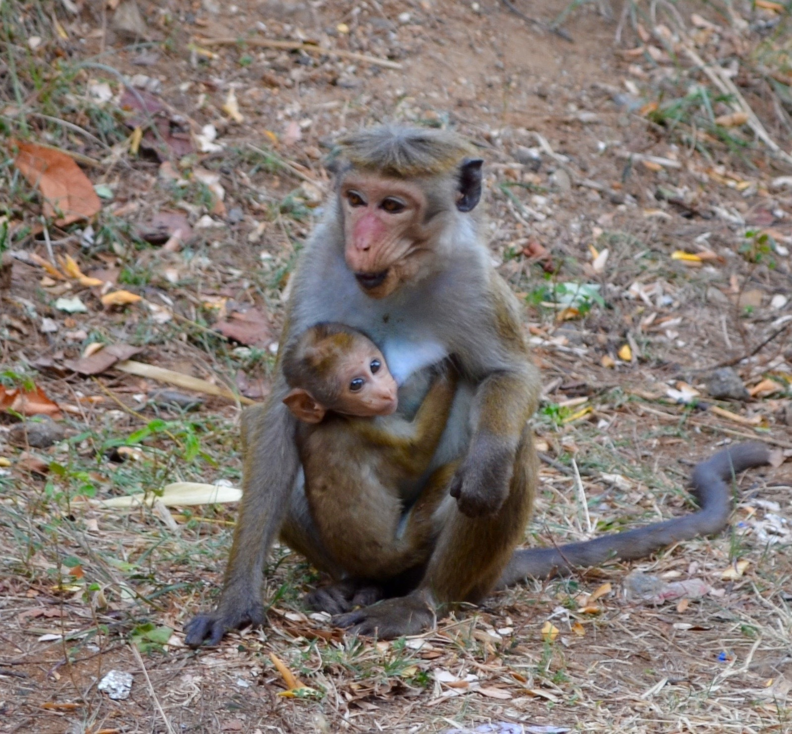 Шри-Ланка — Мальдивы. Mannequins, design, decoration, handmade, photographe…
