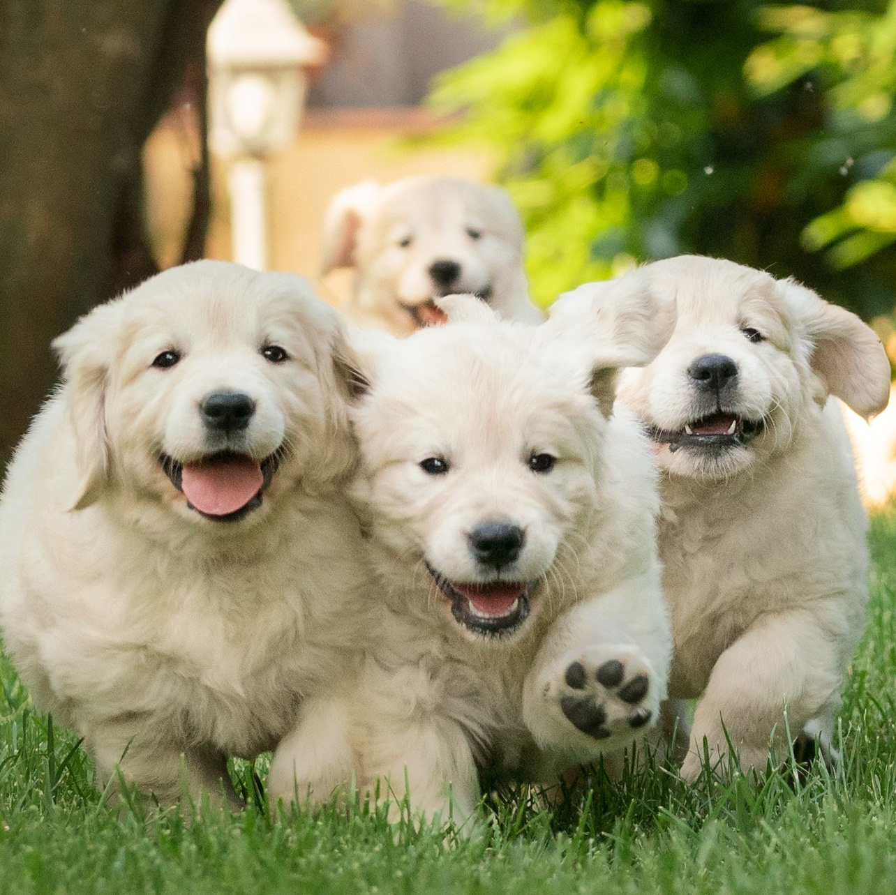 щенки фотография, contenuti fotografici professionali per il tuo sito, social, cuccioli, cani adulti, rimini, riccione, fotografia cani 