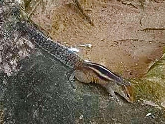 Sri Lanka — Maldives. Milok et Kirok sont des gens positifs et réels. Nous serons ravis de v