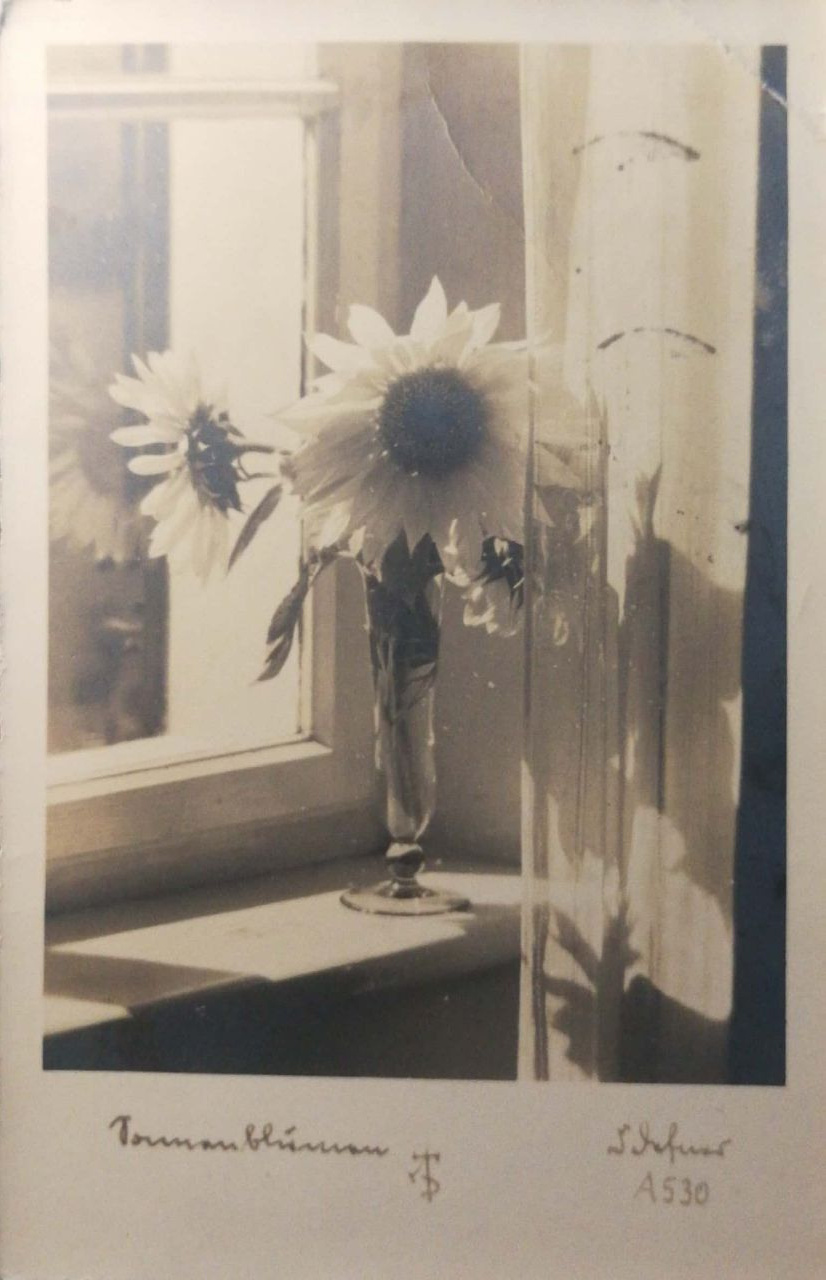 Vintage-Postkarte Sonnenblumen Defner