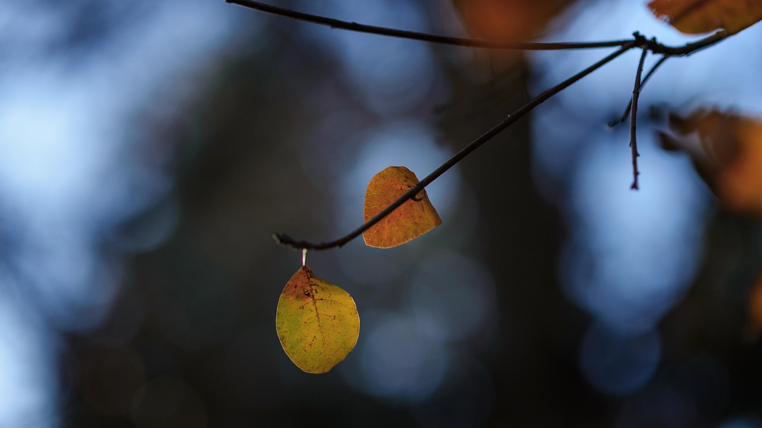 Контакты. Фотограф в Праге Катерина Голос