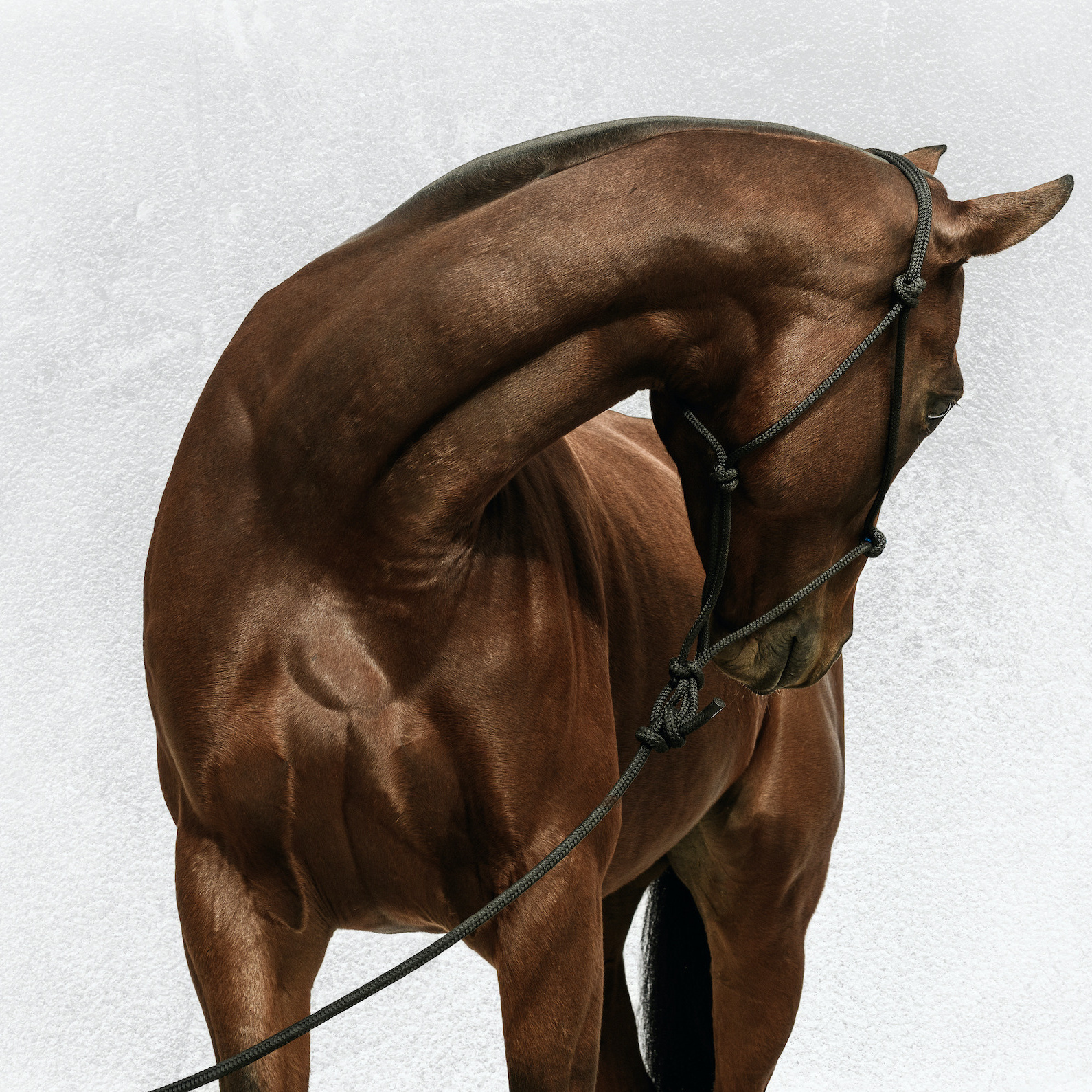 Polo Pony by Eva Jakovle, a Fine Art horse photographer based in Chantilly, France.