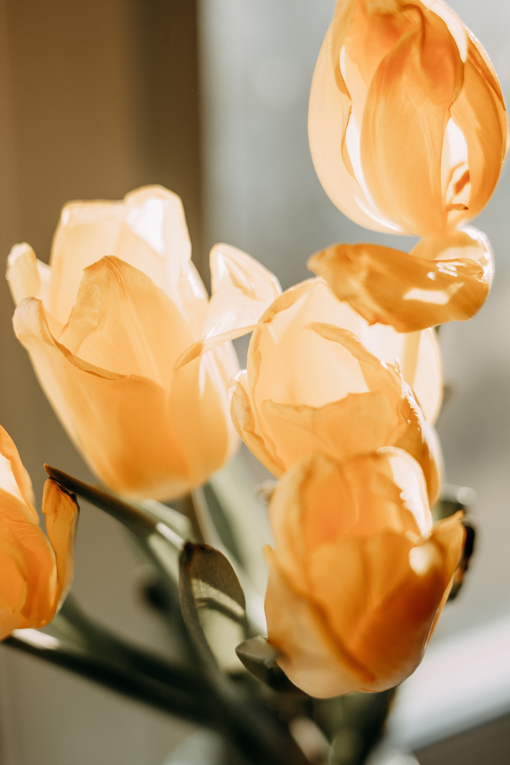 “Bad advice” before a photoshoot. Wedding and portrait photographer in Beograd Ekaterina Makedonskaya