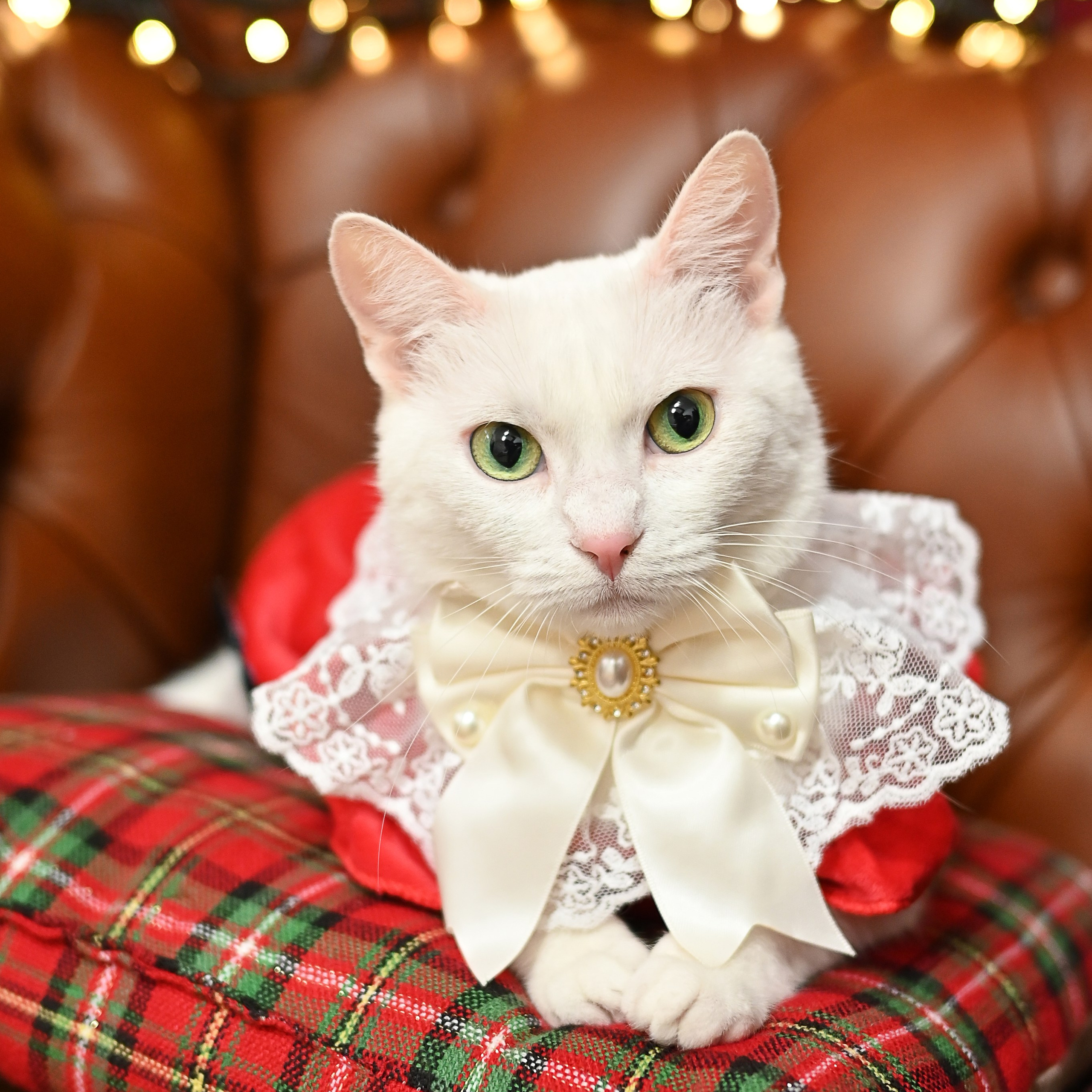 Formular Ședințe Crăciun. Mihai Popa |Wedding Photographer | Worldwide | Bucharest