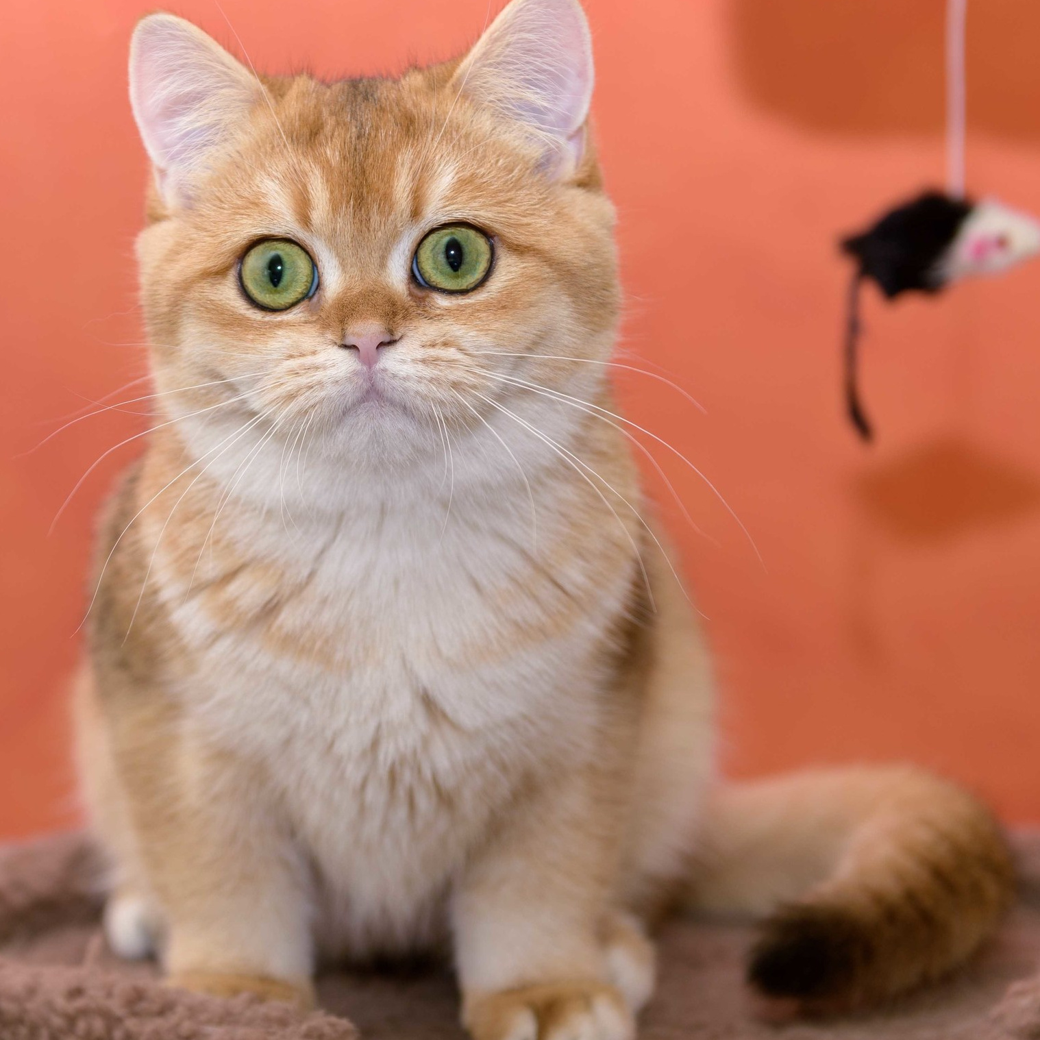 εκτροφείο βρετανικής κοντότριχης γάτας στην Αθήνα, βρετανικά γατάκια Ελλάδα, βρετανικά γατάκια Κύπρος, βρετανική γάτα Λεμεσός, βρετανική γάτα Κύπρος, εκτροφείο βρετανικής γάτας Κύπρος, εκτροφείο βρετανικής γάτας Λεμεσός, εκτροφείο βρετανικής γάτας Λάρνακα, εκτροφείο βρετανικής κοντότριχης γάτας στην Αθήνα, εκτροφείο βρετανικής κοντότριχης στην Ελλάδα, βρετανική κοντότριχη γάτα τιμή