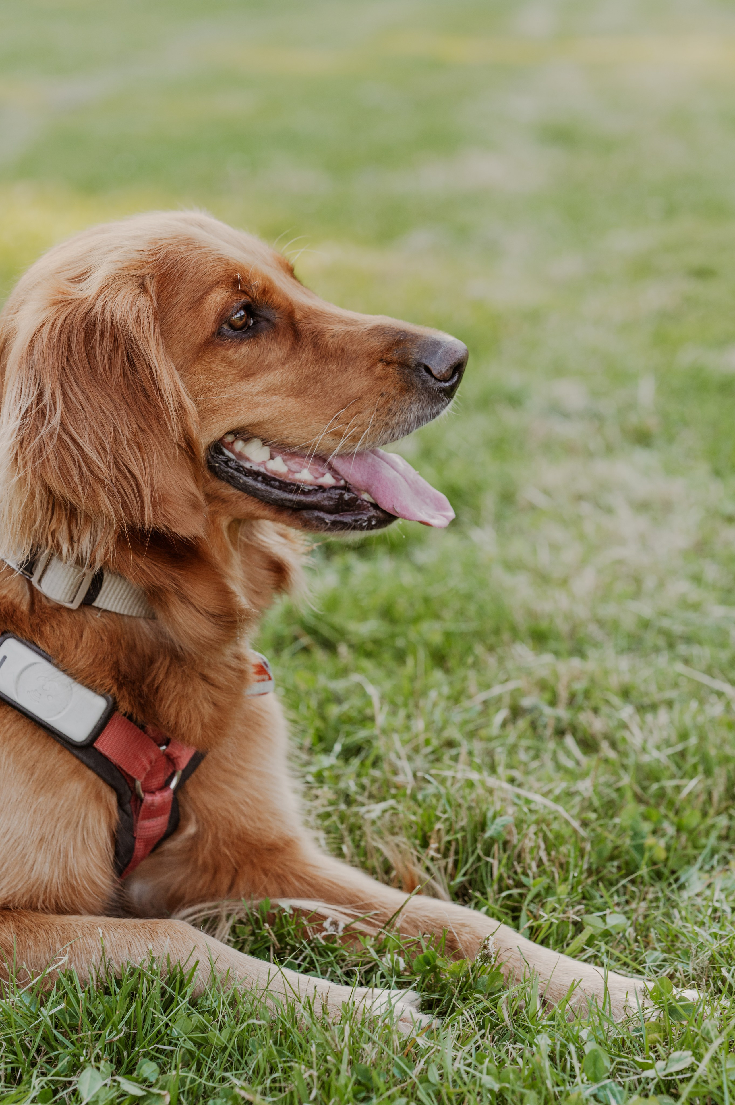 Golden Retriever Hündin Tuuli liegt entspannt auf der Wiese im Rosental in Leipzig und blickt aufmerksam zur Seite.