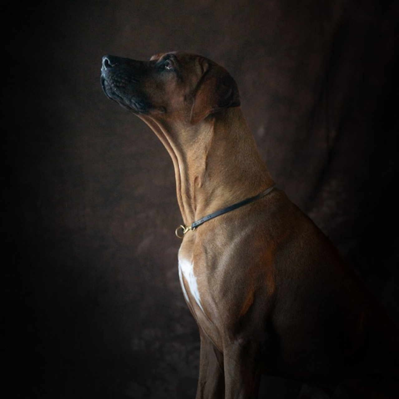 Photo session. Fotografa a Riccione, ritratti di bambini e famiglia, animali domestici