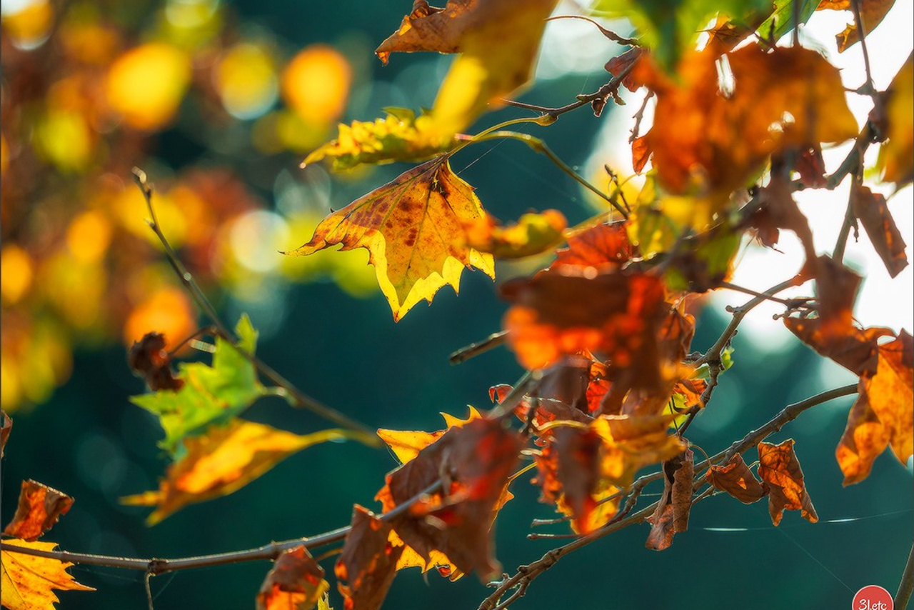 Temple Neuf concert chorus. Photographe à Strasbourg | Portraits, Studio, Enfants, Événements