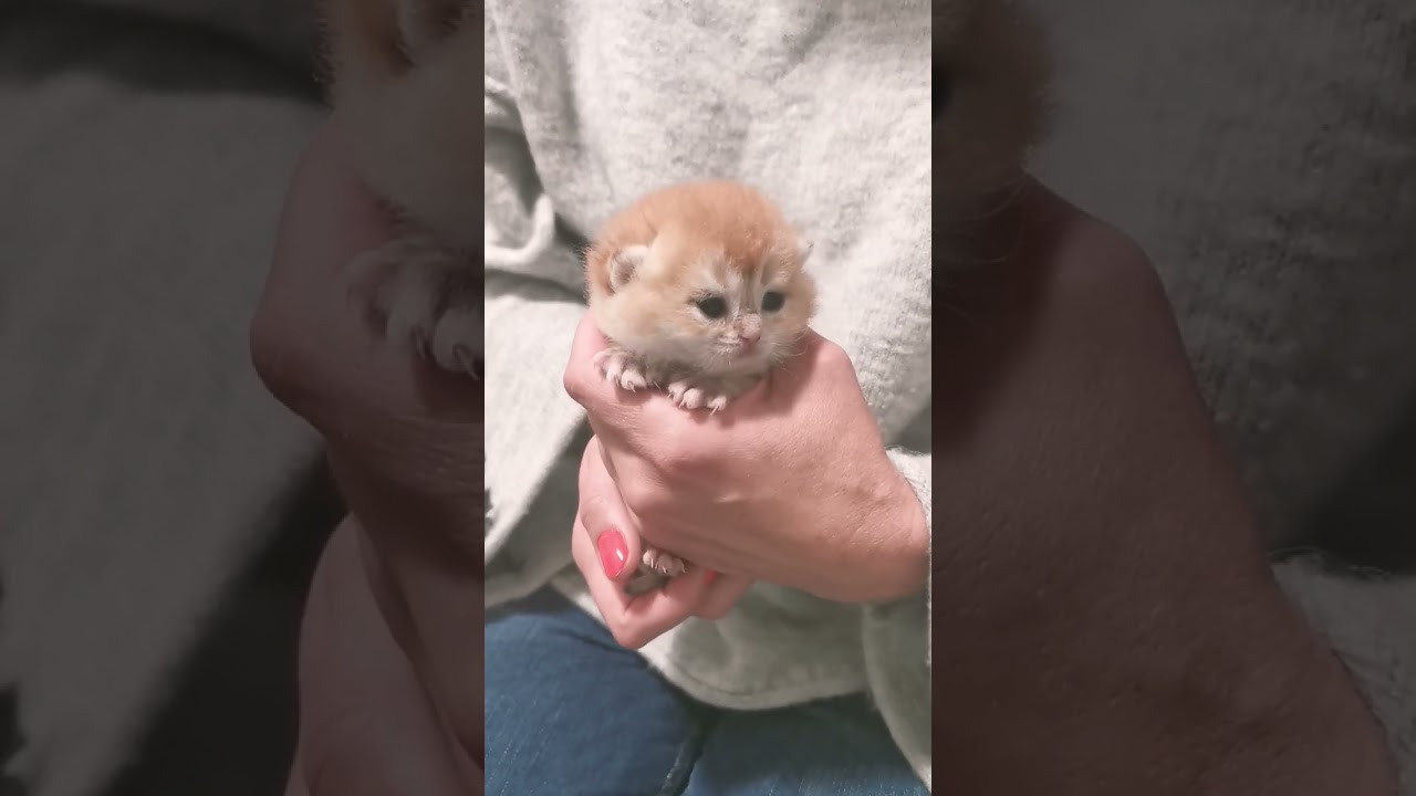 Cattery British shorthair Cyprus, cattery british shorthair Limassol,. British shorthair Cyprus, british shorthair cattery in UK, british cat