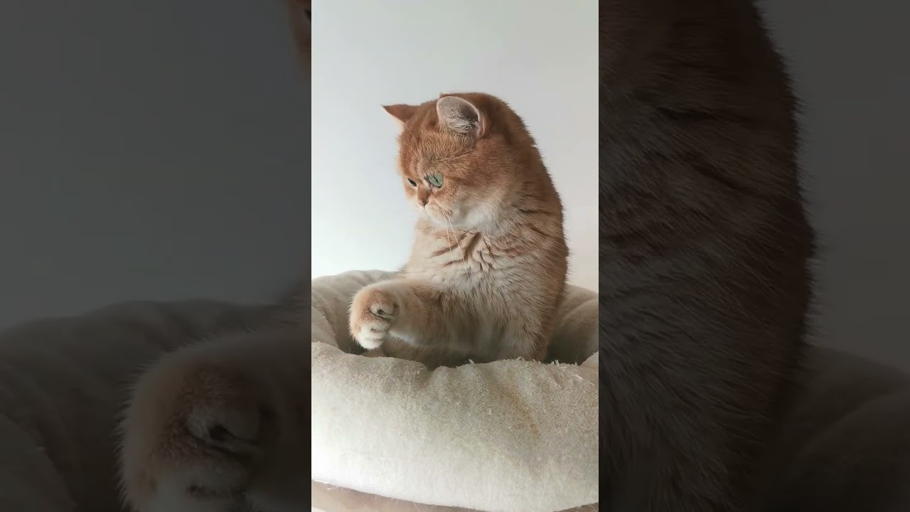 Питомник британских золотых шиншилл в Греции, британские кошки, питомн. Питомник британских кошек драгоценных окрасов