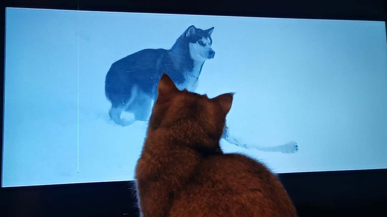 Видео с нашими котиками. Питомник британских кошек драгоценных окрасов