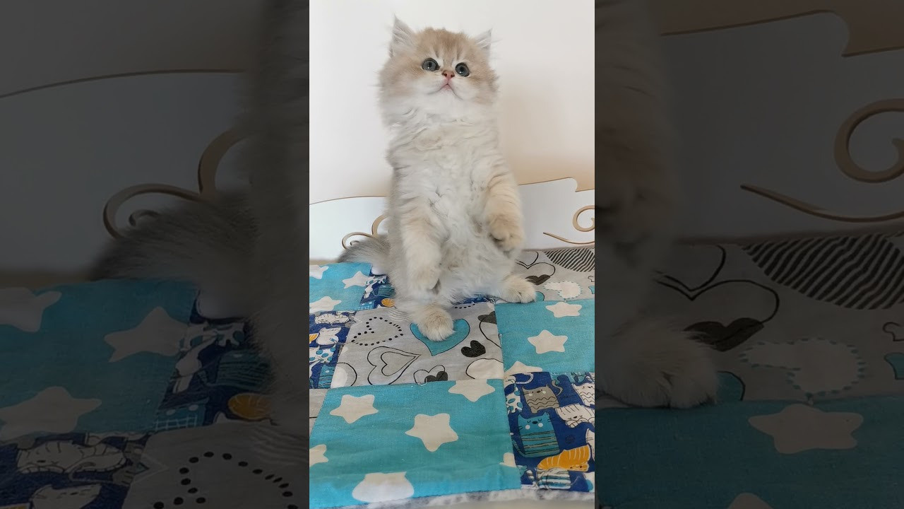 Видео с нашими котиками. Питомник британских кошек драгоценных окрасов