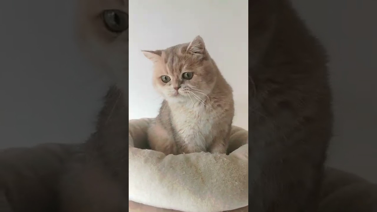 Cattery british shorthair in Kuwait. British shorthair Cyprus, british shorthair cattery in UK, british cat