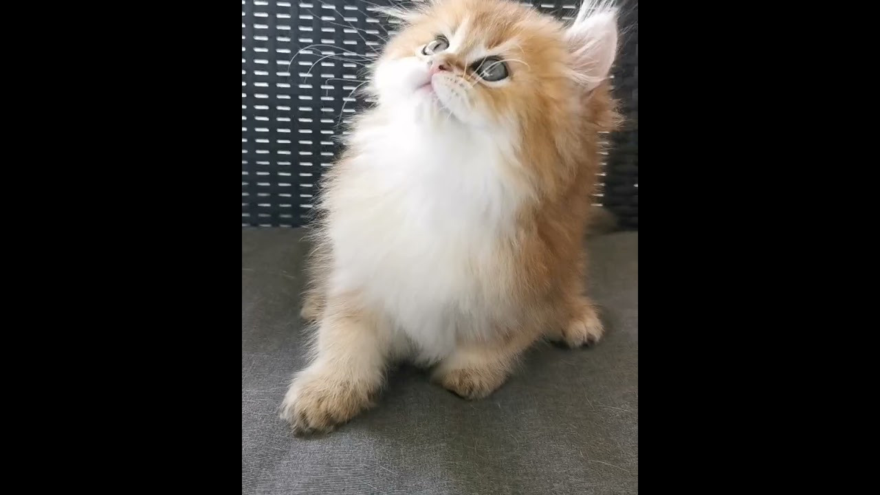 Видео с нашими котиками. Питомник британских кошек драгоценных окрасов