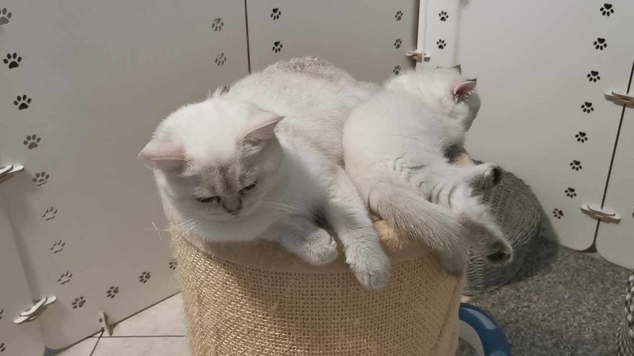 Видео с нашими котиками. Питомник британских кошек драгоценных окрасов