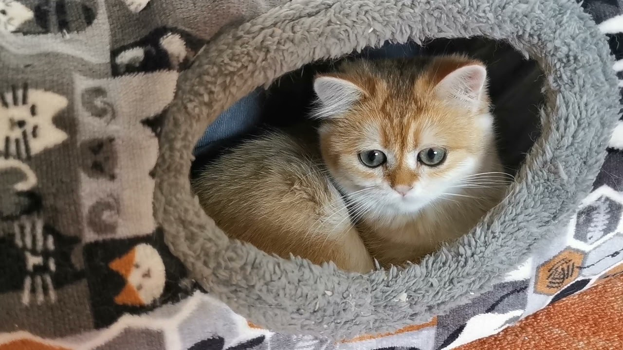 Видео с нашими котиками. Питомник британских кошек драгоценных окрасов