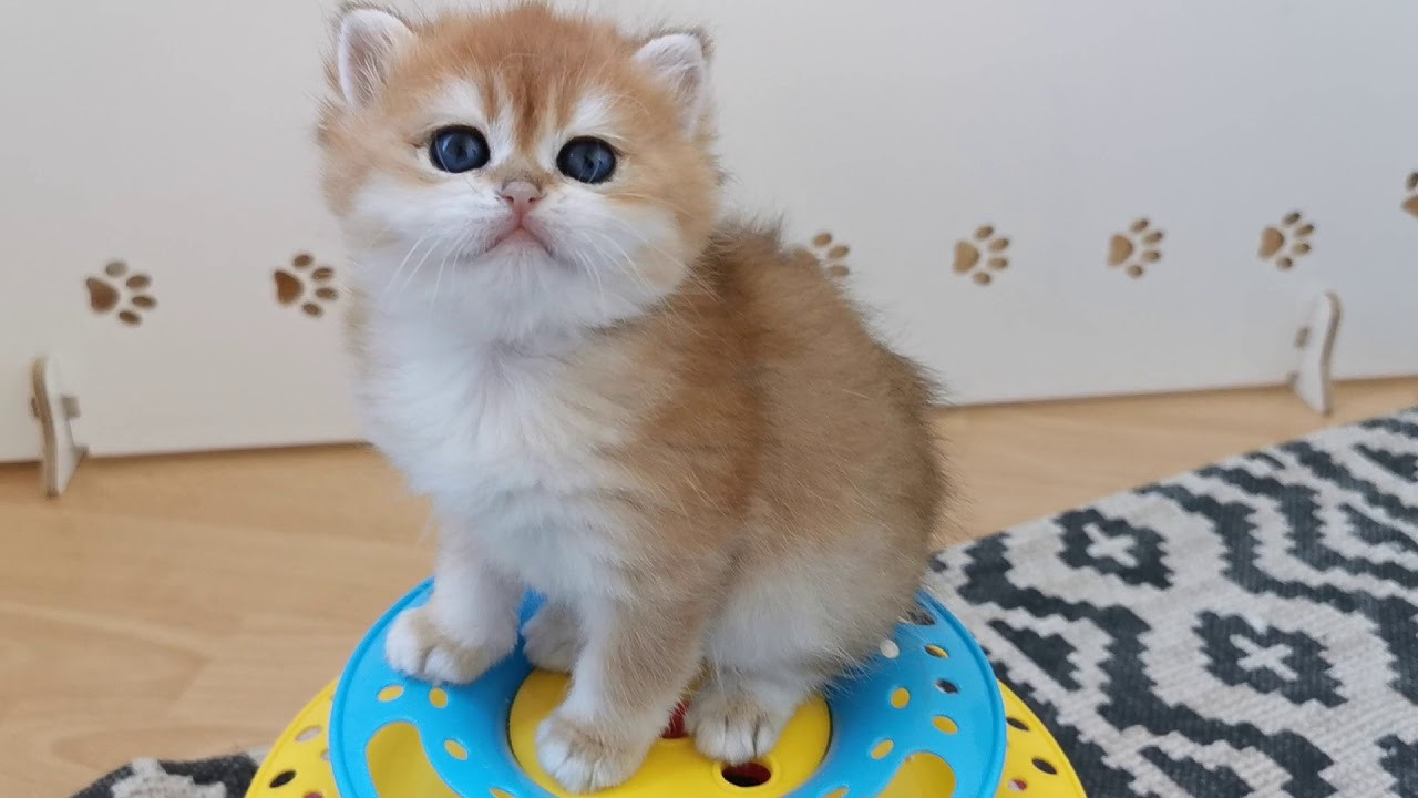 Видео с нашими котиками. Питомник британских кошек драгоценных окрасов