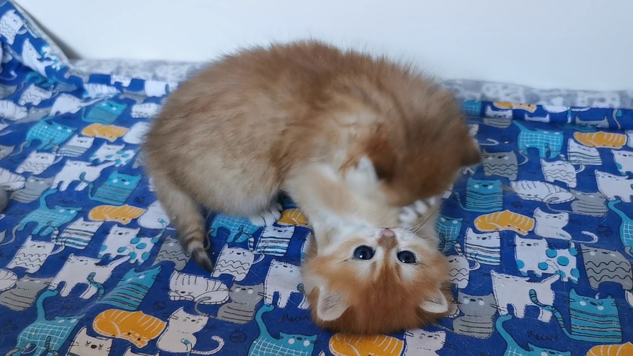 Видео с нашими котиками. Питомник британских кошек драгоценных окрасов