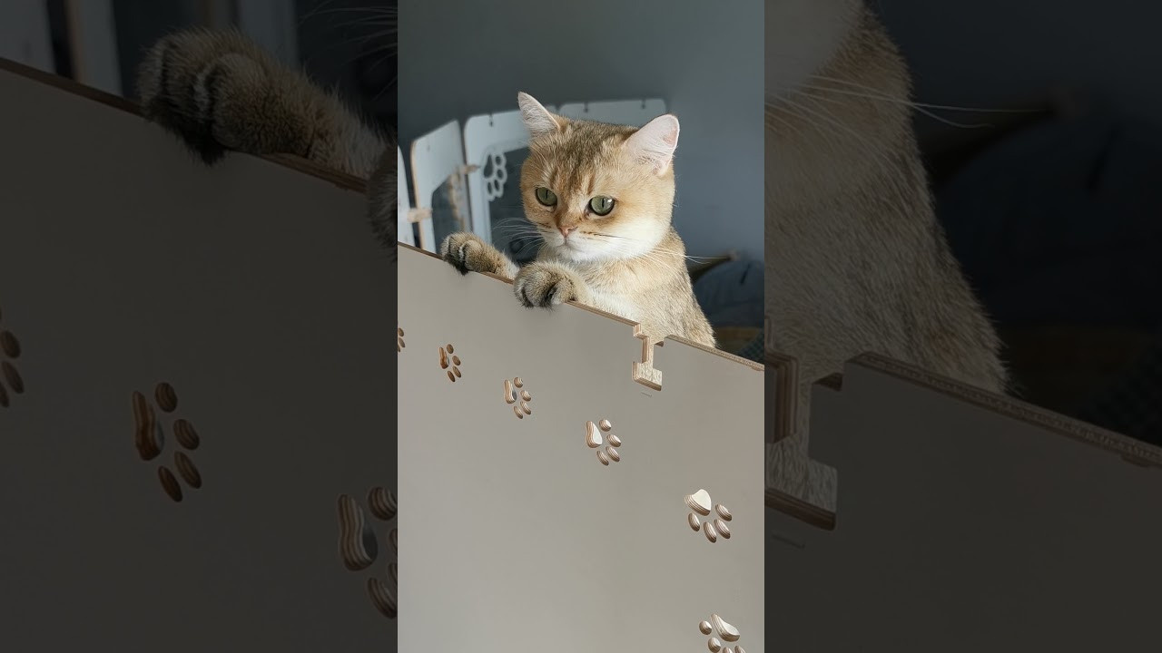 Видео с нашими котиками. Питомник британских кошек драгоценных окрасов