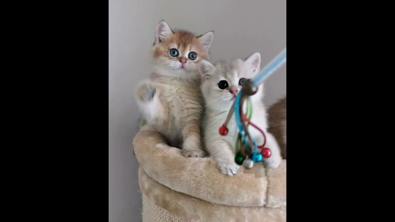 Видео с нашими котиками. Питомник британских кошек драгоценных окрасов