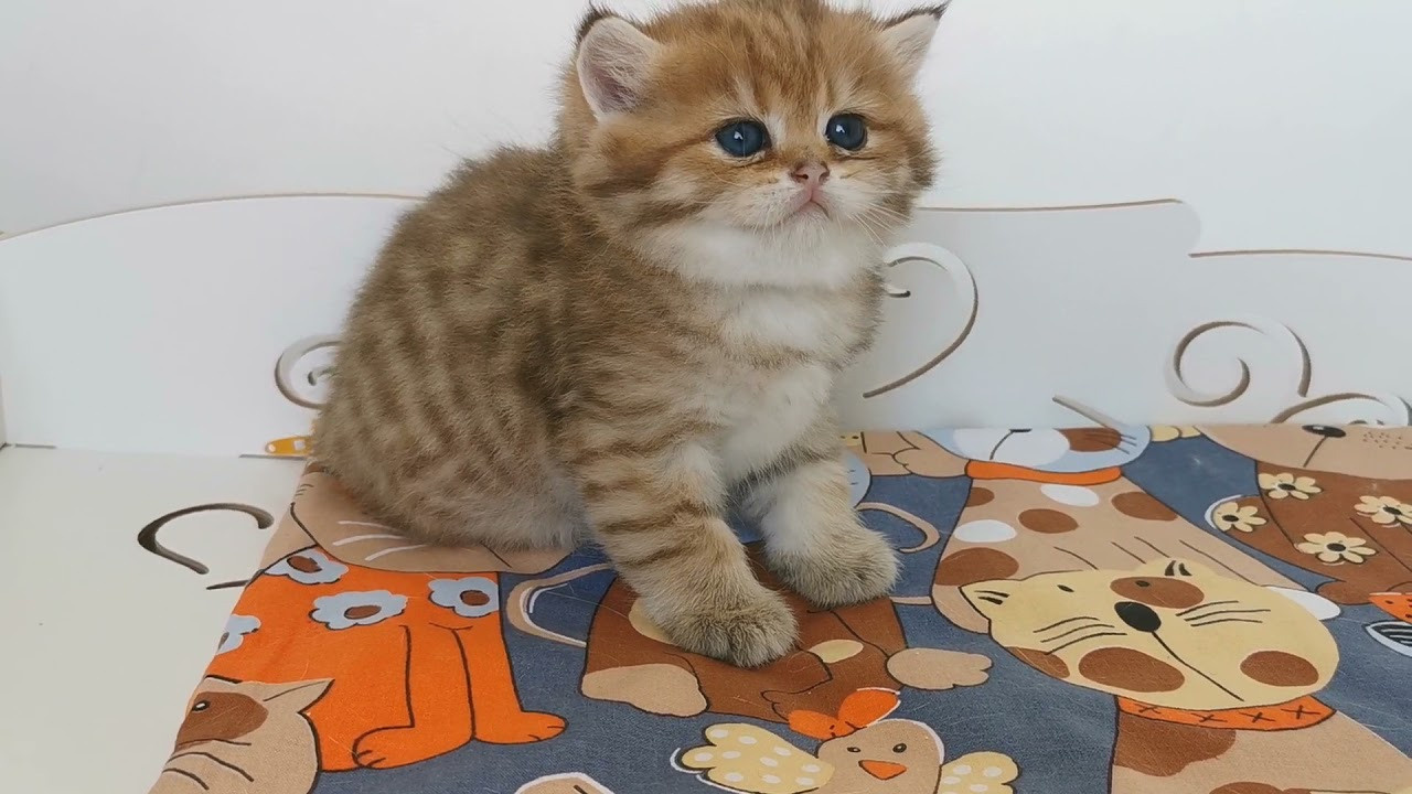 Видео с нашими котиками. Питомник британских кошек драгоценных окрасов