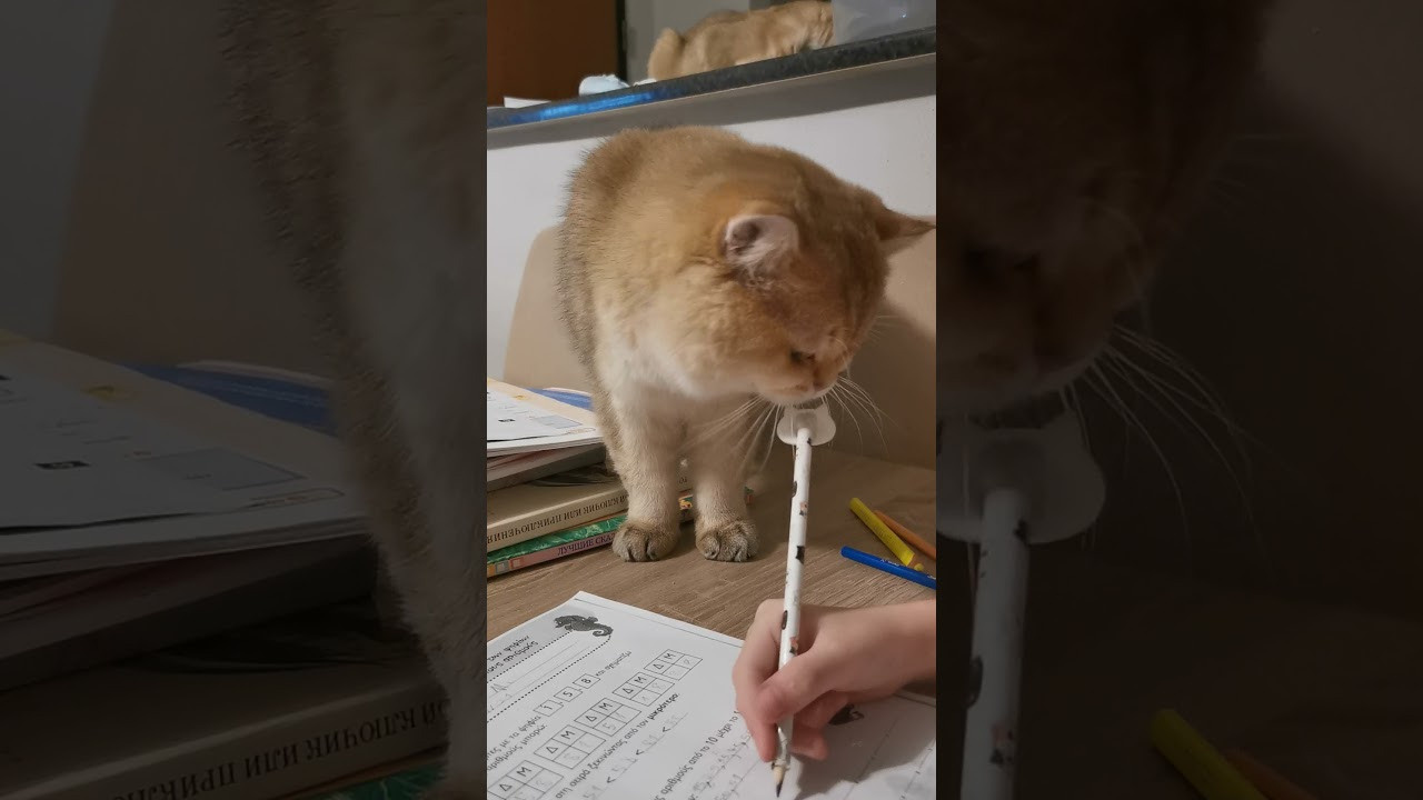 Видео с нашими котиками. Питомник британских кошек драгоценных окрасов