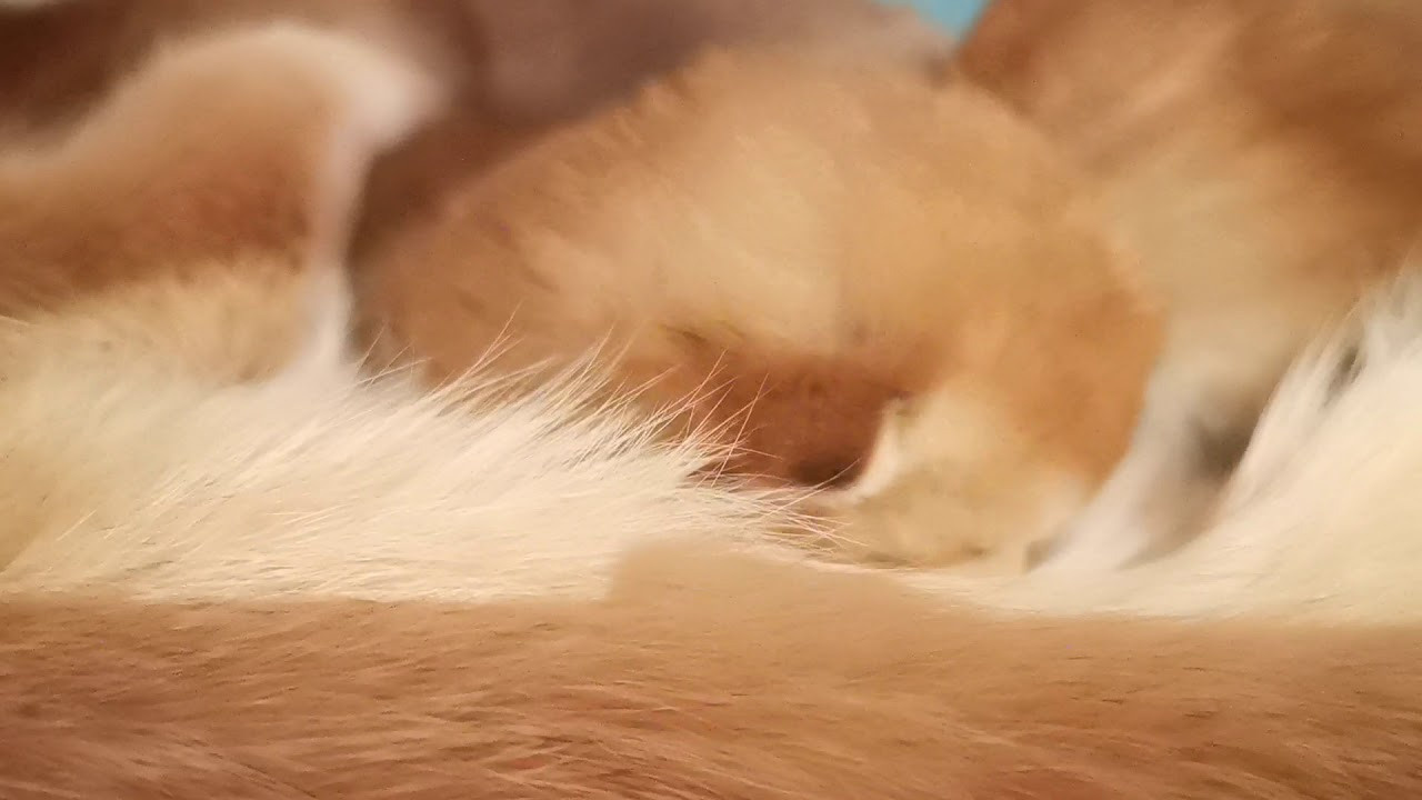 Видео с нашими котиками. Питомник британских кошек драгоценных окрасов