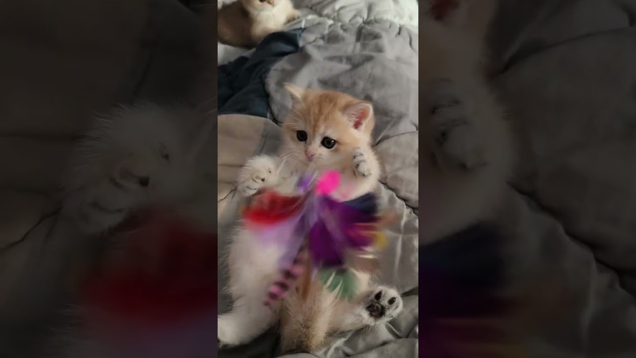 Видео с нашими котиками. Питомник британских кошек драгоценных окрасов