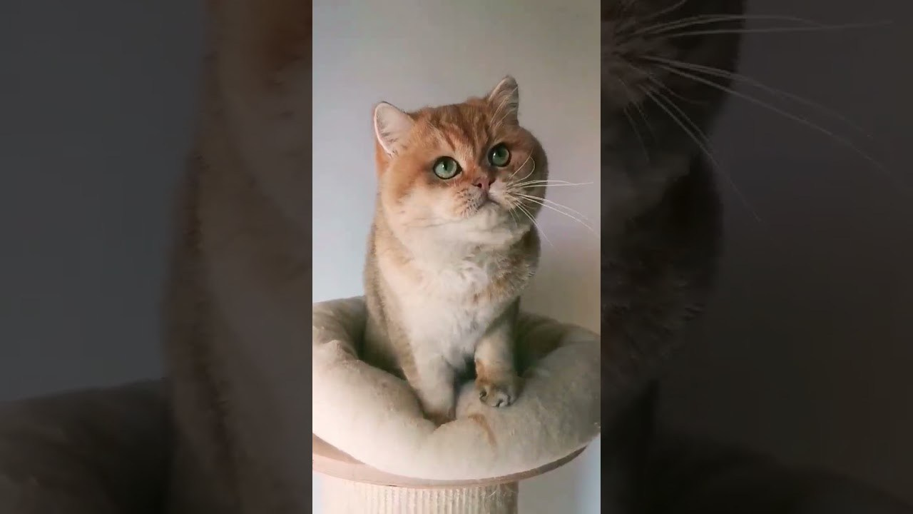 De Luxor Plush Empire. Питомник британских кошек драгоценных окрасов