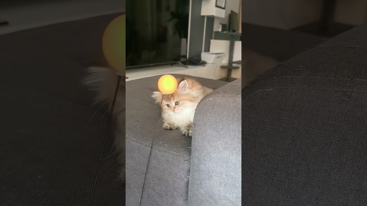 Cattery British shorthair Cyprus, cattery british shorthair Limassol,. British shorthair Cyprus, british shorthair cattery in UK, british cat