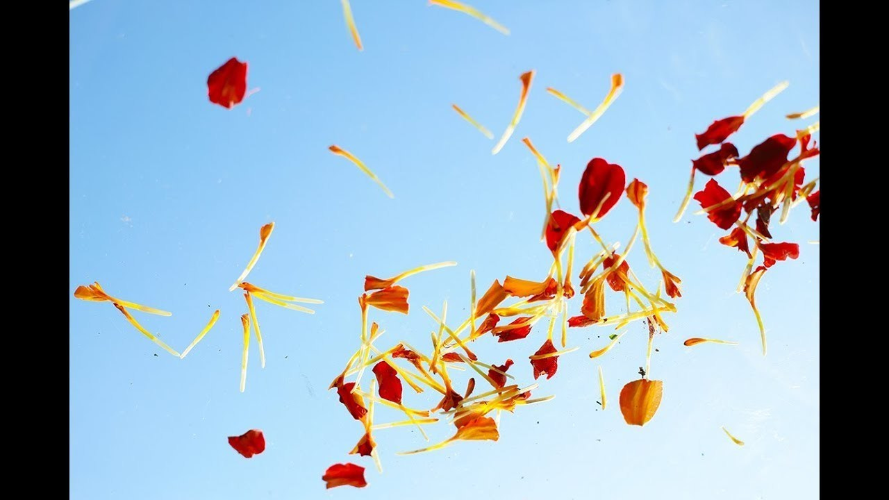 CLIPS. Natalia Bogdanovska. Films et photographie corporate en France