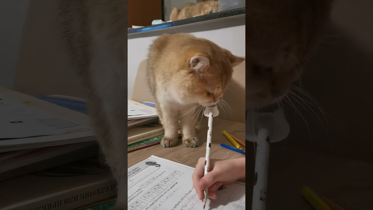 De Luxor Plush Empire. Питомник британских кошек драгоценных окрасов