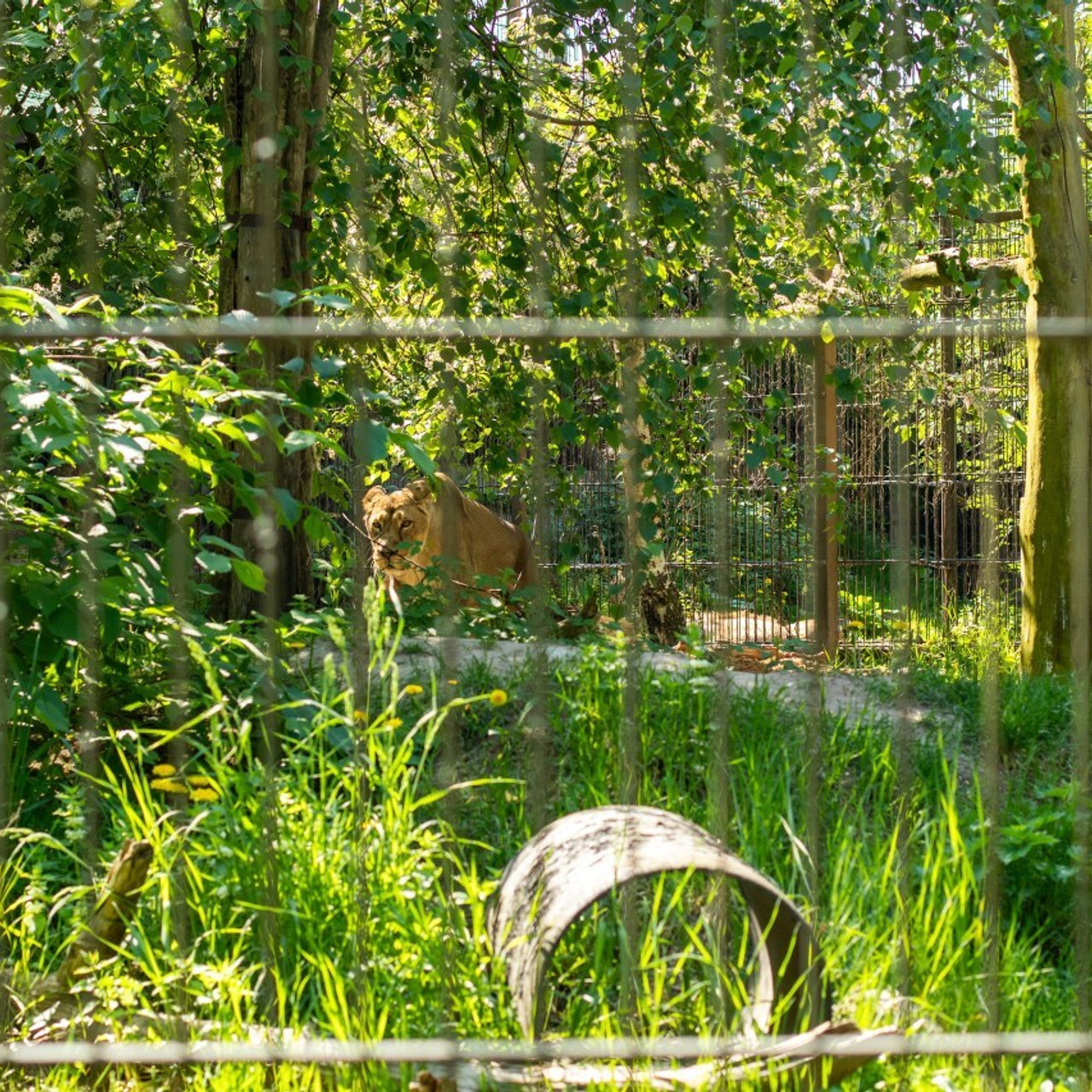 Mielipiteitä. Valokuvaaja Itä-Uudellamaalla Viktoria photography