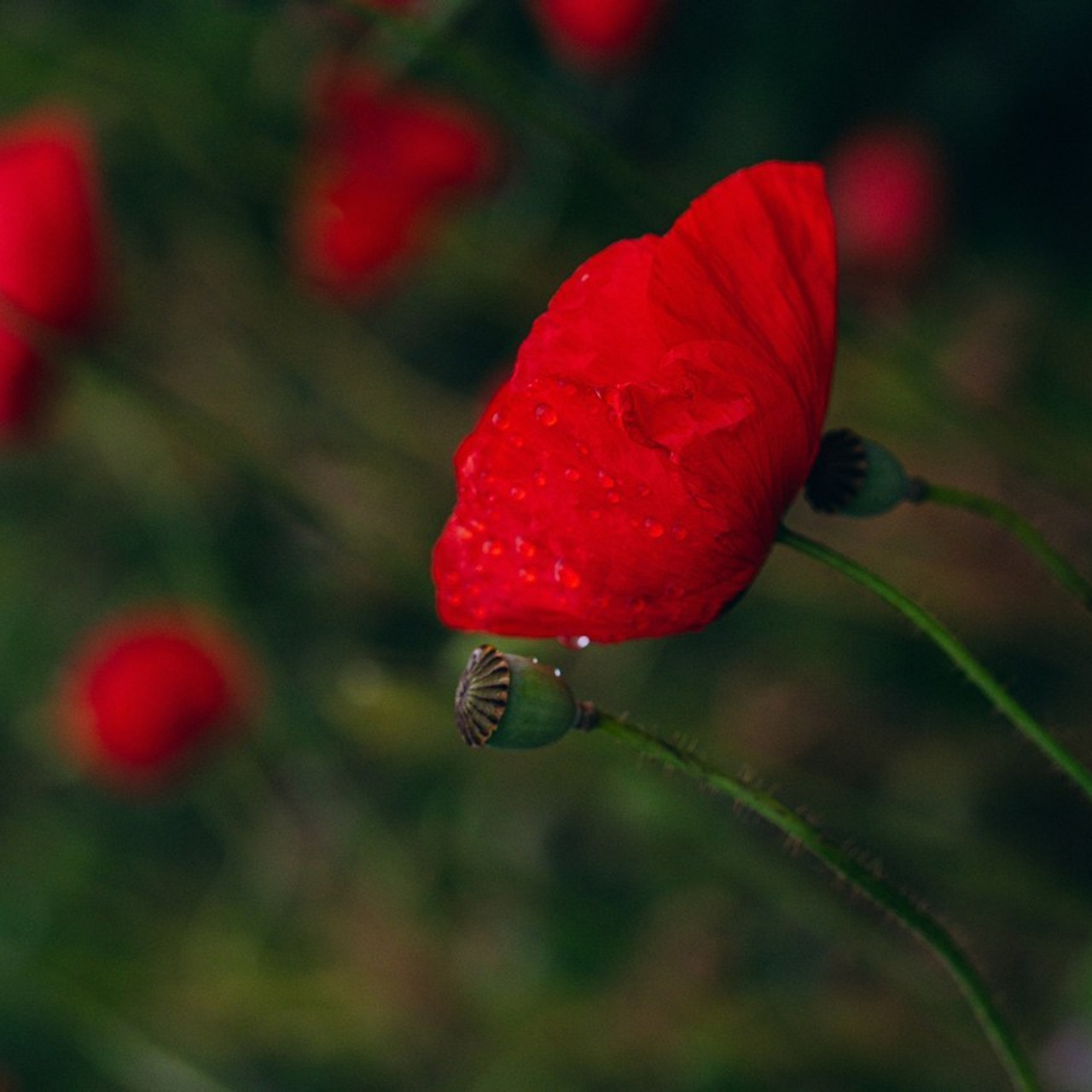 Отзывы. Фотографы Минск и мир