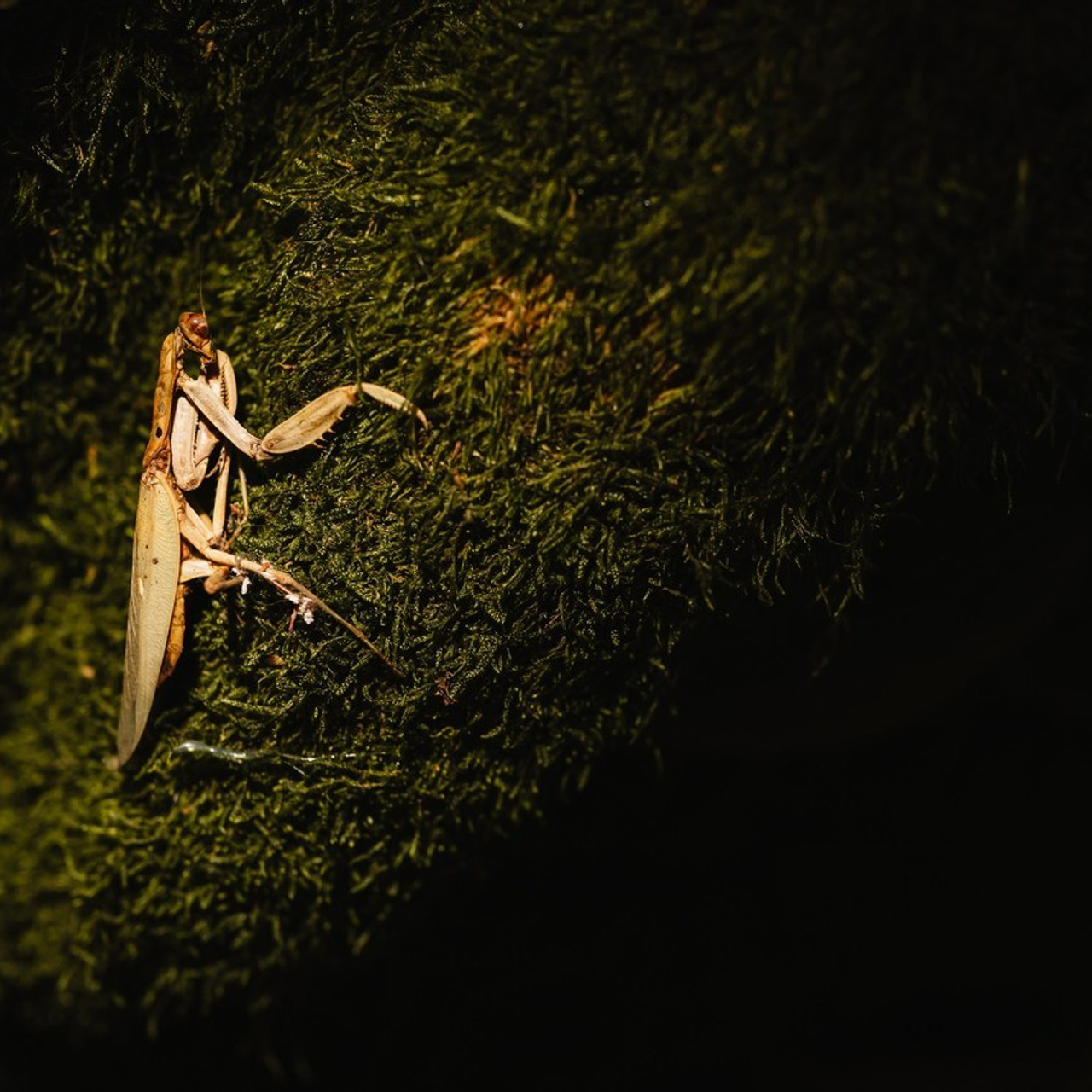 Testimoniale | Mihai Popa. Mihai Popa |Wedding Photographer | Worldwide | Bucharest