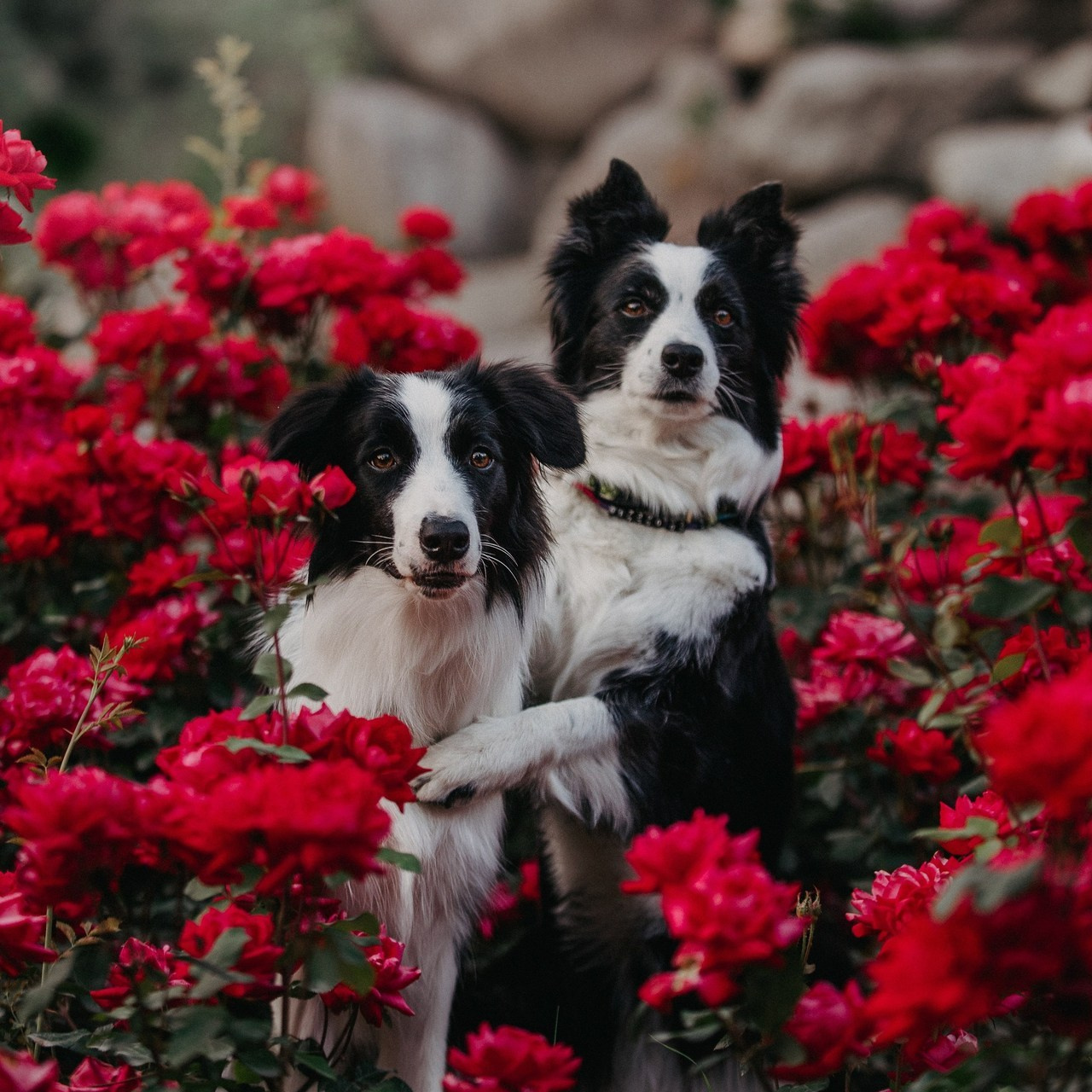 Отзывы о Таня Асфирь. Фотограф в Белграде Таня Асфирь