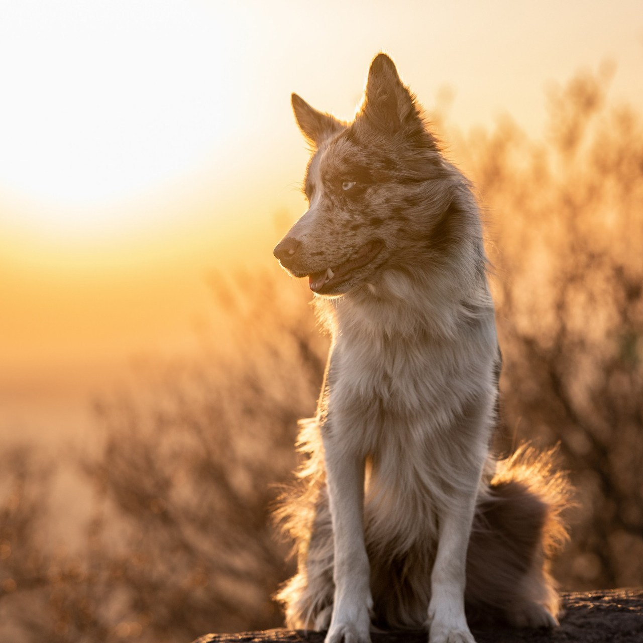 Отзывы о Таня Асфирь. Фотограф в Белграде Таня Асфирь