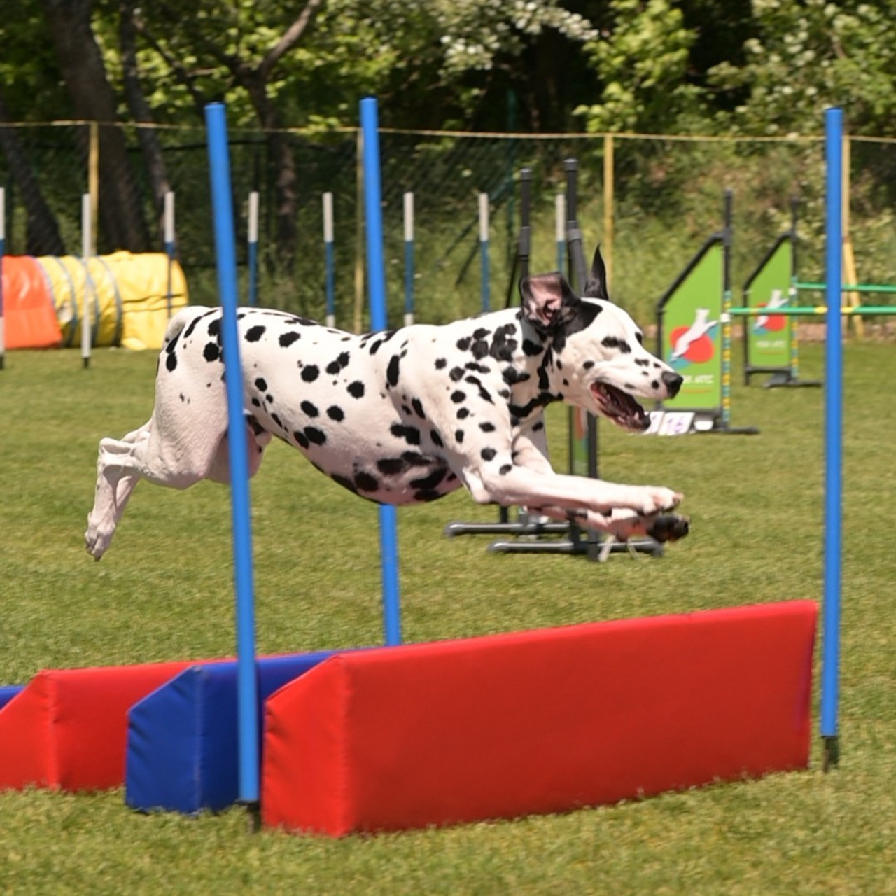Отзывы о Таня Асфирь. Фотограф в Белграде Таня Асфирь