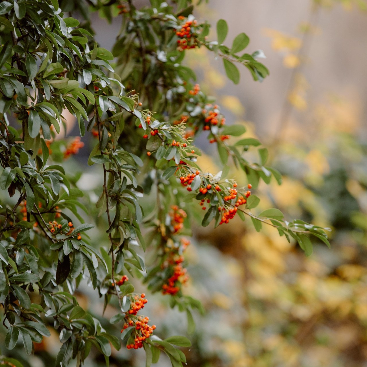 Recenziile. Iurkovski PHOTOGRAPHY in Europe. Luxury destination weddings and events