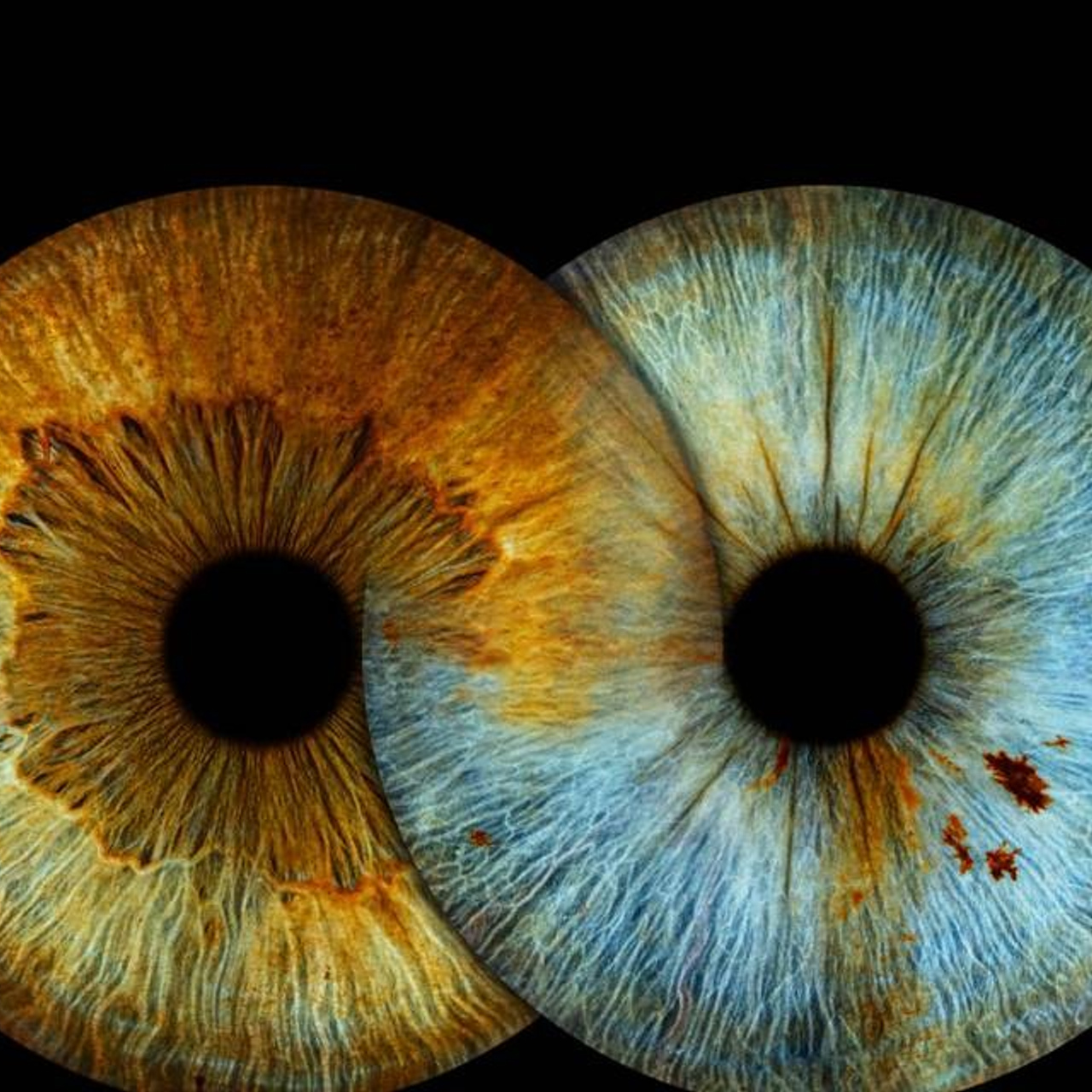 Prices. Hi, my name is Eric T and I am Iris photographer