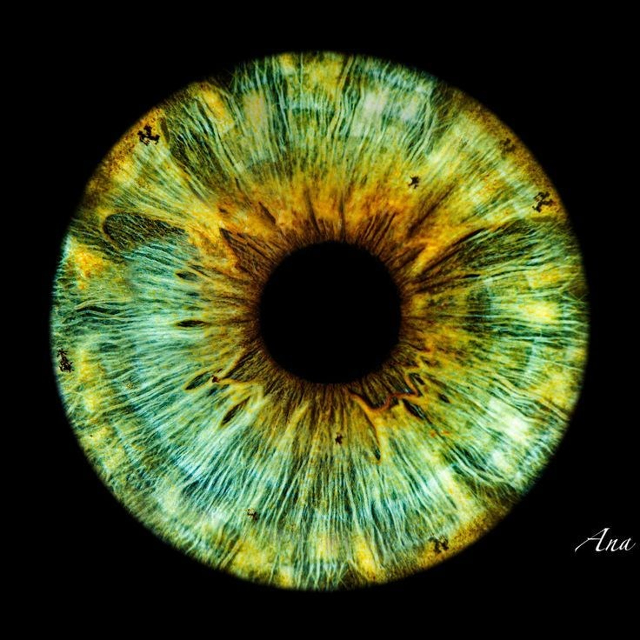 Prices. Hi, my name is Eric T and I am Iris photographer