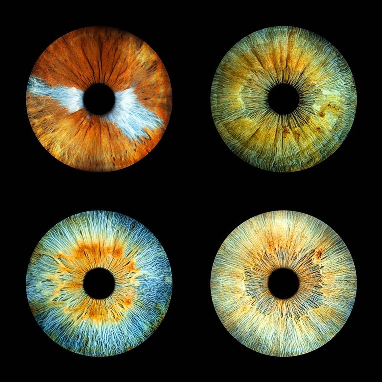 Prices. Hi, my name is Eric T and I am Iris photographer