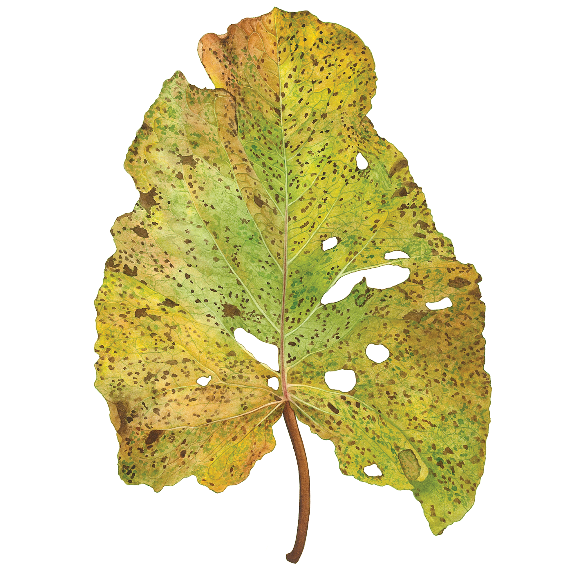 Aquarelles. Evgeniia Bychina, artiste-peintre